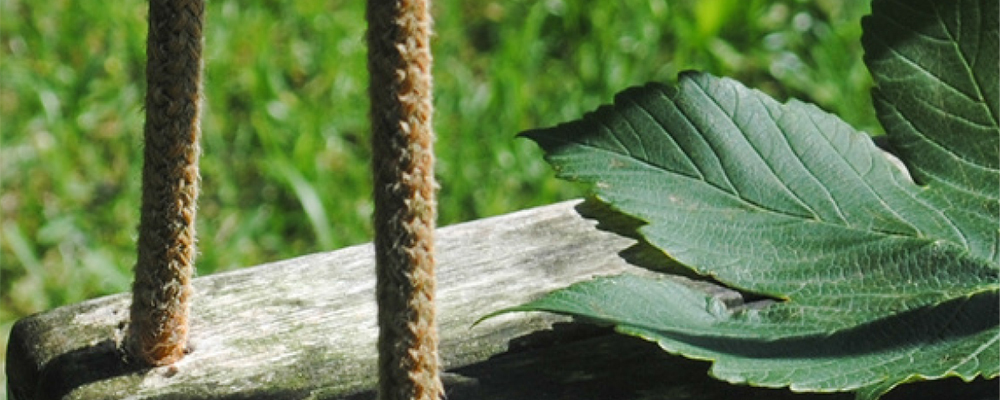 Curs “Re-naturalización de patios educativos: una mirada interdisciplinar”